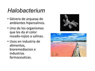 Halobacterium
• Género de arqueaa de
ambientes hipersalinos.
• Uno de los organismos
que les da el color
rosado-rojizo a salinas.
• Usos en industria de
alimentos,
bioremediacion e
industrias
farmaceuticas.
 