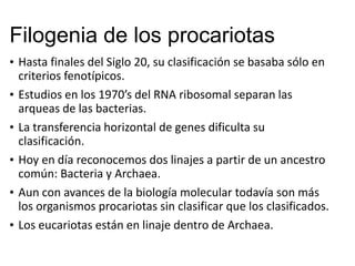 Filogenia de los procariotas
• Hasta finales del Siglo 20, su clasificación se basaba sólo en
criterios fenotípicos.
• Estudios en los 1970’s del RNA ribosomal separan las
arqueas de las bacterias.
• La transferencia horizontal de genes dificulta su
clasificación.
• Hoy en día reconocemos dos linajes a partir de un ancestro
común: Bacteria y Archaea.
• Aun con avances de la biología molecular todavía son más
los organismos procariotas sin clasificar que los clasificados.
• Los eucariotas están en linaje dentro de Archaea.
 