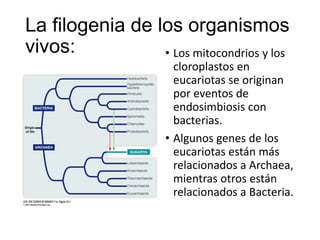 La filogenia de los organismos
vivos: • Los mitocondrios y los
cloroplastos en
eucariotas se originan
por eventos de
endosimbiosis con
bacterias.
• Algunos genes de los
eucariotas están más
relacionados a Archaea,
mientras otros están
relacionados a Bacteria.
 