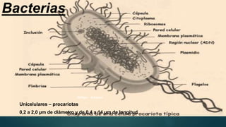 Bacterias
Unicelulares – procariotas
0,2 a 2,0 µm de diámetro y de 0,4 a 14 µm de longitud
William Adreano
 