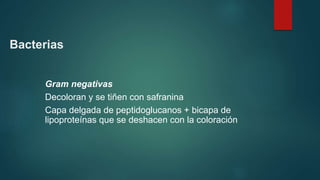 Bacterias
Gram negativas
Decoloran y se tiñen con safranina
Capa delgada de peptidoglucanos + bicapa de
lipoproteínas que ...
