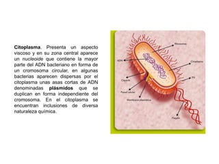 Citoplasma. Presenta un aspecto
viscoso y en su zona central aparece
un nucleoide que contiene la mayor
parte del ADN bacteriano en forma de
un cromosoma circular, en algunas
bacterias aparecen dispersas por el
citoplasma unas asas cortas de ADN
denominadas plásmidos que se
duplican en forma independiente del
cromosoma. En el citoplasma se
encuentran inclusiones de diversa
naturaleza química.
 