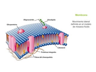 Membrana
Movimiento lateral
definido en el modelo
de mosaico fluido
 