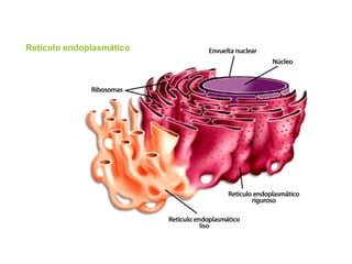 Retículo endoplasmático
 