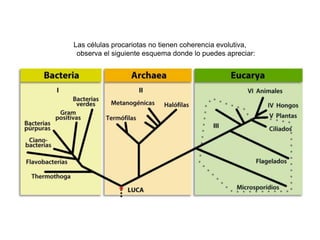 Las células procariotas no tienen coherencia evolutiva,
observa el siguiente esquema donde lo puedes apreciar:
 