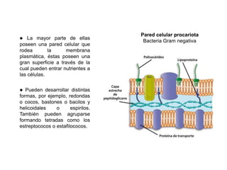 Pared celular procariota
Bacteria Gram negativa
l La mayor parte de ellas
poseen una pared celular que
rodea la membrana
plasmática, éstas poseen una
gran superficie a través de la
cual pueden entrar nutrientes a
las células.
l Pueden desarrollar distintas
formas, por ejemplo, redondas
o cocos, bastones o bacilos y
helicoidales o espirilos.
También pueden agruparse
formando tetradas como los
estreptococos o estafilococos.
 