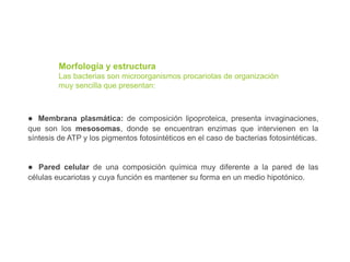 Morfología y estructura
Las bacterias son microorganismos procariotas de organización
muy sencilla que presentan:
l Membrana plasmática: de composición lipoproteica, presenta invaginaciones,
que son los mesosomas, donde se encuentran enzimas que intervienen en la
síntesis de ATP y los pigmentos fotosintéticos en el caso de bacterias fotosintéticas.
l Pared celular de una composición química muy diferente a la pared de las
células eucariotas y cuya función es mantener su forma en un medio hipotónico.
 