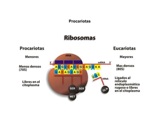 l Contienen ribosomas pero carecen de otros organelos membranales.
Procariotas
 