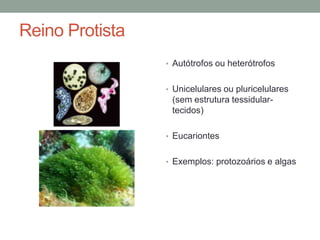 Reino Protista
• Autótrofos ou heterótrofos
• Unicelulares ou pluricelulares
(sem estrutura tessidular-
tecidos)
• Eucariontes
• Exemplos: protozoários e algas
 
