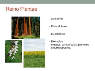 Reino Plantae
• Autótrofos
• Pluricelulares
• Eucariontes
• Exemplos:
musgos, samambaias, pinheiros
e outras árvores.
 