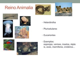 Reino Animalia
• Heterótrofos
• Pluricelulares
• Eucariontes
• Exemplos:
esponjas, vermes, insetos, répte
is, aves, mamíferos, cnidários...
 