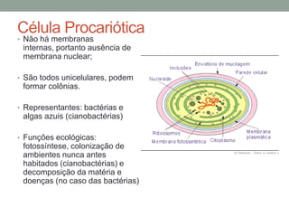 Célula Procariótica
• Não há membranas
internas, portanto ausência de
membrana nuclear;
• São todos unicelulares, podem
formar colônias.
• Representantes: bactérias e
algas azuis (cianobactérias)
• Funções ecológicas:
fotossíntese, colonização de
ambientes nunca antes
habitados (cianobactérias) e
decomposição da matéria e
doenças (no caso das bactérias)
 