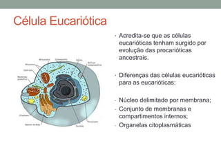Célula Eucariótica
• Acredita-se que as células
eucarióticas tenham surgido por
evolução das procarióticas
ancestrais.
• Diferenças das células eucarióticas
para as eucarióticas:
- Núcleo delimitado por membrana;
- Conjunto de membranas e
compartimentos internos;
- Organelas citoplasmáticas
 
