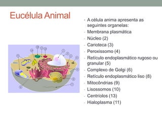 Eucélula Animal • A célula anima apresenta as
seguintes organelas:
- Membrana plasmática
- Núcleo (2)
- Carioteca (3)
- Peroxissomo (4)
- Retículo endoplasmático rugoso ou
granular (5)
- Complexo de Golgi (6)
- Retículo endoplasmático liso (8)
- Mitocôndrias (9)
- Lisossomos (10)
- Centríolos (13)
- Hialoplasma (11)
 