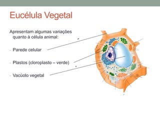 Eucélula Vegetal
Apresentam algumas variações
quanto à célula animal:
- Parede celular
- Plastos (cloroplasto – verde)
- Vacúolo vegetal
 