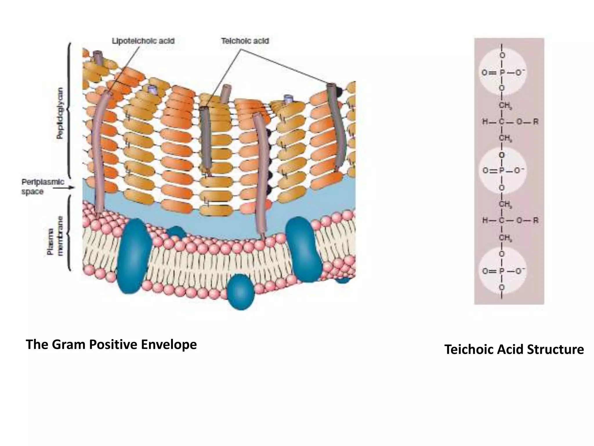 The Gram Positive Envelope Teichoic Acid Structure
 