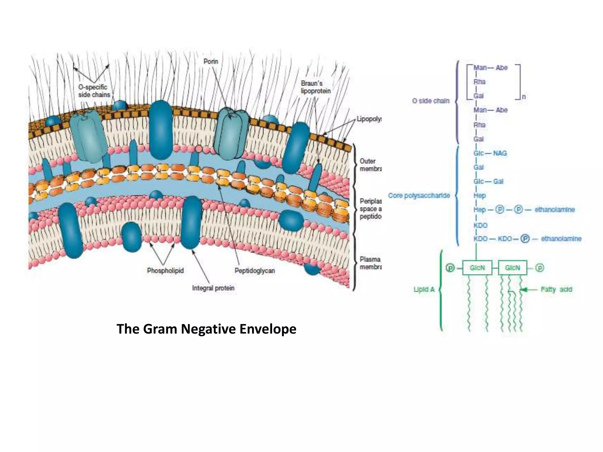 The Gram Negative Envelope
 