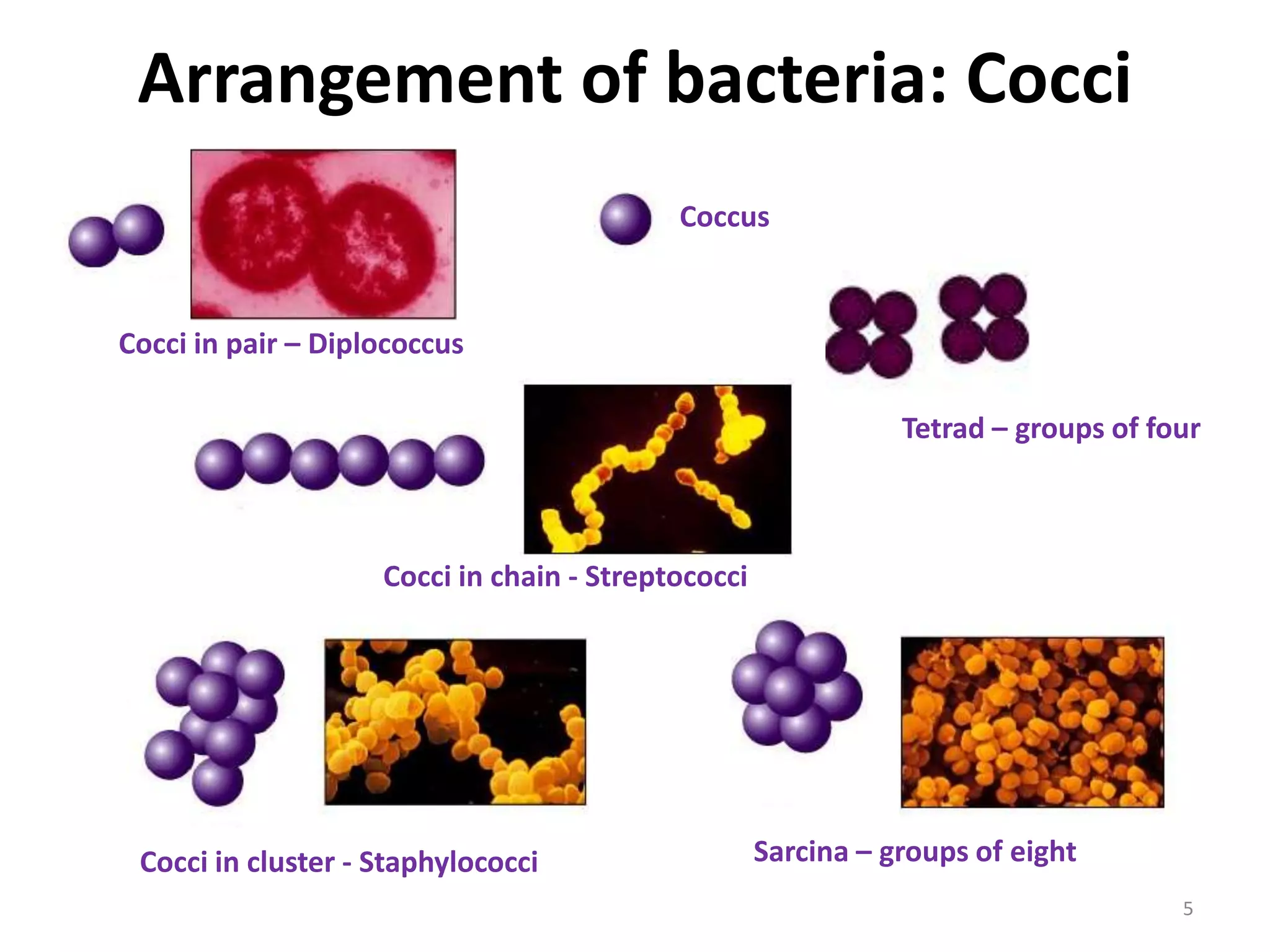 Arrangement of bacteria: Cocci
Cocci in pair – Diplococcus
Sarcina – groups of eight
Tetrad – groups of four
Cocci in chain - Streptococci
Cocci in cluster - Staphylococci
Coccus
5
 