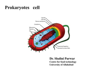 Prokaryotes cell
Dr. Shalini Purwar
Centre for food technology
University of Allahabad
 