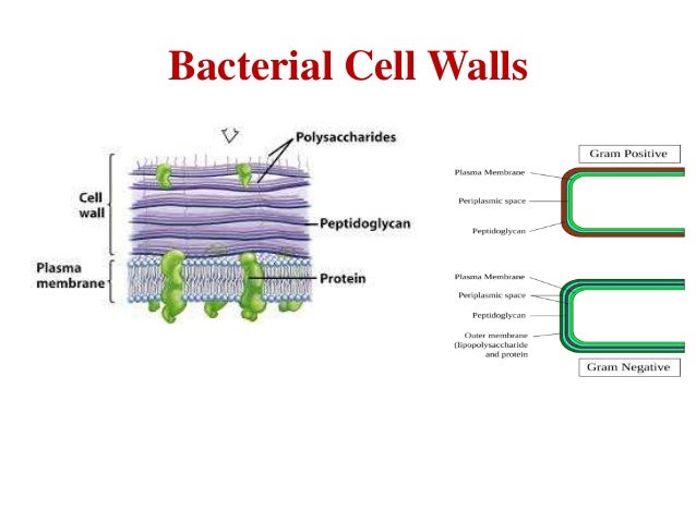 Peptidoglycan Is A Polysaccharide Found Only In Bacteria Procaryotic cell