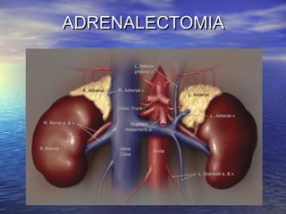 ADRENALECTOMIA

 