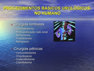 PROCEDIMENTOS BÁSICOS UROLÓGICOS
NO HUMANO


Cirurgias lombares
- Adrenalectomia
- Marsupialização cisto renal
- Nefrectomia
- Pielolitotomia
- Nefropexia

 Cirurgias pélvicas
- Varicocelectomia
- Orquidopexia
- Ureterolitotomia
- Cistolitotomia

 