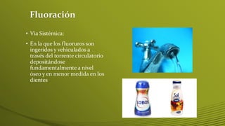 Fluoración
• Vía Sistémica:
• En la que los fluoruros son
ingeridos y vehiculados a
través del torrente circulatorio
depositándose
fundamentalmente a nivel
óseo y en menor medida en los
dientes

 