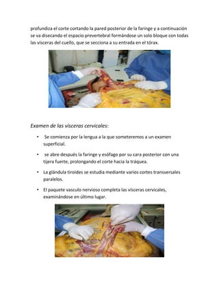 profundiza el corte cortando la pared posterior de la faringe y a continuación
se va disecando el espacio prevertebral formándose un solo bloque con todas
las vísceras del cuello, que se secciona a su entrada en el tórax.
Examen de las vísceras cervicales:
• Se comienza por la lengua a la que someteremos a un examen
superficial.
• se abre después la faringe y esófago por su cara posterior con una
tijera fuerte, prolongando el corte hacia la tráquea.
• La glándula tiroides se estudia mediante varios cortes transversales
paralelos.
• El paquete vasculo nervioso completa las vísceras cervicales,
examinándose en último lugar.
 