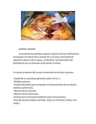 Examen visceral.
El estudio de los pulmones supone la abertura de las ramificaciones
bronquiales con tijeras finas, examen de su mucosa y del líquido de
expresión, abertura de los vasos, y finalmente, reconocimiento del
parénquima con un corte que va del vértice a la base.
En cuanto al examen del corazón comprende varias fases sucesivas:
-Estudio de sus caracteres generales (color, forma...).
-Medidas externas.
-Prueba hidrostática para comprobar el funcionamiento de las válvulas
aórticas y pulmonares.
-Abertura de las aurículas.
-Abertura de los ventrículos.
-Examen de las coronarias (mediante cortes transversales).
-Peso del corazón (Valores normales: 315 g. en el hombre y 310 g. en la
mujer).
 