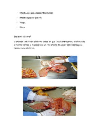 • Intestino delgado (asas intestinales)
• Intestino grueso (colon)
• Vejiga.
• Útero
Examen visceral
El examen se hace en el mismo orden en que se van extrayendo, examinando
al mismo tiempo la mucosa bajo un fino chorro de agua y abriéndolos para
hacer examen interno.
 