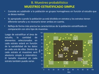 0 10 20 30 40 50 60 70 80 90 100
0
10
20
30
40
50
60
70
80
90
100
B. Muestreo probabilístico
MUESTREO ESTRATIFICADO SIMPLE
• Consiste en subdividir a la población en grupos homogéneos en función al estudio que
se desea realizar.
• Es apropiado cuando la población ya está dividida en estratos y los estratos tienen
diferente tamaño y es necesario tener ambos en cuenta.
• Refleja de forma más precisa las características de la población estratificada en
comparación con otro tipo de muestras.
Km
Km
Luego de estratificar el área de
estudio, la cantidad de
elementos seleccionados en
cada estrato estará en función
de la variabilidad de los datos
en cada uno de ellos. Dentro de
cada estrato el muestreo será
aleotorio simple o sistemático.
El tamaño muestral en cada
estrato también puede variar.
 