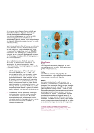 5
Sin embargo, la investigación ha demostrado que
la chinches hembras se dispersan de los refugios
establecidos para evitar las inseminaciones
traumáticas múltiples, y que los machos también
se dispersan para evitar la competencia de
apareamiento de otros machos. Este comportamiento
de dispersión debe ser tomado en cuenta a la hora de
tratar las chinches.
Las hembras de las chinches de la cama normalmente
ponen dos a tres huevos al día, los cuales depositan
en todo su entorno. Dado que pueden vivir varios
meses, cada hembra podría producir de 400 a 500
huevos en su vida. El tiempo que pueden pasar en
cada fase de su ciclo de vida depende de la cantidad
de alimento que tiene disponible, de la temperatura y
de la humedad relativa.
Como todos los insectos, el ciclo de la chinche
de la cama es afectado por la temperatura. La
temperatura de su entorno inmediato puede
manipularse en dos maneras principales para ayudar
a controlar el insecto:
1	Subir la temperatura a 27ºC puede estimular
la eclosión de los huevos en 5 o 6 días. Esto
permite que las ninfas, más vulnerables, entren
en contacto con insecticida. Conversamente,
bajar las temperaturas puede alargar el periodo
de eclosión y limitar el contacto con insecticida.
Cualquier demora en la eclosión también puede
llevar a un tratamiento fallido ya que el técnico
puede pensar que ha erradicado los insectos, y sin
embargo después reaparecen (los huevos pueden
permanecer viables durante 3 meses y los adultos
pueden sobrevivir más de un año sin alimentarse).
2	De media una chinche se alimenta cada 7 días.
Las temperaturas más altas pueden estimular
una alimentación más frecuente. Aumentar
la temperatura de una habitación por lo tanto
estimula a que la chinche salga más para intentar
alimentarse e incrementa la posibilidad de
contacto con insecticida.
Identificación
Huevo
Los huevos son de un 1mm en longitud, de color
crema y ligeramente curvados. Suelen ponerse en
grietas en lugares oscuros.
Ninfa
Las ninfas son versiones más pequeñas (de
aproximadamente 1mm) de los adultos y tienen el
color de sangre parcialmente digerida.
Adulto
Los adultos de las chinches de la cama son muy
distintivos y normalmente se pueden identificar de
inmediato. Los adultos son insectos sin alas, ovalados,
de color rojizo/marrón, de unos 5-7 mm de longitud
y tienen partes bucales punzantes. Cuando no están
alimentados, los adultos son de color amarillo/marrón,
pero después de alimentarse de sangre toman un
color más oscuro. Tienen 3 pares de patas delgadas
pero bien desarrolladas con eficientes garras en los
tarsos con las que se agarran al huésped mientras se
alimentan. La cabeza es corta y ancha y lleva una par
de ojos compuestos prominentes delante de los cuales
se ve claramente un par de antenas de 4 segmentos.
Las distintas fases de la chinche de la cama, Cimex lectularius.
Los numeros representan las distintes fases ninfales. La barra = 5mm.
©2009, Stephen Doggett, Department of Medical Entomology,
Westmead Hospital, Westmead.
Huevo
1°
2°
3°
4°
5°
 