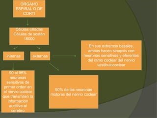 ORGANO
ESPIRAL O DE
CORTI
Células ciliadas
Células de sostén
16000
internas externas
En sus extremos basales,
ambas hacen sinapsis con
neuronas sensitivas y eferentes
del ramo coclear del nervio
vestibulococlear
90 al 95%
neuronas
sensitivas de
primer orden en
el nervio coclear
que transmiten la
información
auditiva al
cerebro
90% de las neuronas
motoras del nervio coclear
 