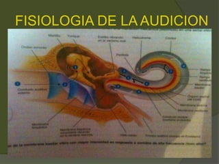 FISIOLOGIA DE LA AUDICION
 