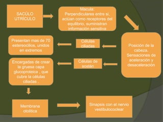SACÚLO
UTRÍCULO
Macula:
Perpendiculares entre si,
actúan como receptores del
equilibrio, suministran
información sensitiva
Posición de la
cabeza.
Sensaciones de
aceleración y
desaceleración
Células
ciliadas
Células de
sostén
Presentan mas de 70
estereocilios, unidos
en extremos
Encargadas de crear
la gruesa capa
glucoproteica , que
cubre la células
ciliadas .
Membrana
otolitica
Sinapsis con el nervio
vestibulococlear
 