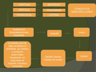 CONDUCTOS
SEMICIRCULARES
ANTERIOR
POSTERIOR
LATERAL
VERTICAL
VERTICAL
HORIZONTAL
Aceleración
Desaceleraciones
angulares
ampolla cresta
Células ciliadas
Células de sostén
cúpula
A medida que los
cilios arrastran la
endolinfa, se inclinan
y producen
potenciales
receptores, en
respuesta se
originan impulsos
nerviosos
 
