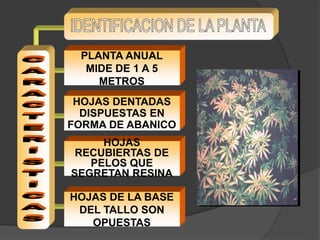 PLANTA ANUAL
MIDE DE 1 A 5
METROS
HOJAS DENTADAS
DISPUESTAS EN
FORMA DE ABANICO
HOJAS
RECUBIERTAS DE
PELOS QUE
SEGRETAN RESINA
HOJAS DE LA BASE
DEL TALLO SON
OPUESTAS
 
