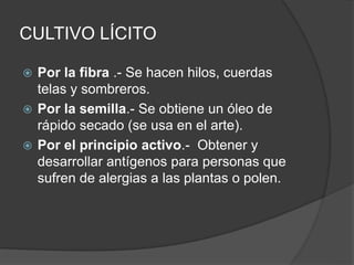 CULTIVO LÍCITO
 Por la fibra .- Se hacen hilos, cuerdas
telas y sombreros.
 Por la semilla.- Se obtiene un óleo de
rápido secado (se usa en el arte).
 Por el principio activo.- Obtener y
desarrollar antígenos para personas que
sufren de alergias a las plantas o polen.
 
