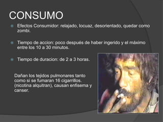 CONSUMO
 Efectos Consumidor: relajado, locuaz, desorientado, quedar como
zombi.
 Tiempo de accion: poco después de haber ingerido y el máximo
entre los 10 a 30 minutos.
 Tiempo de duracion: de 2 a 3 horas.
Dañan los tejidos pulmonares tanto
como si se fumaran 16 cigarrillos.
(nicotina alquitran), causan enfisema y
canser.
 
