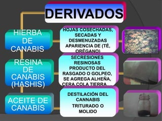 DERIVADOS
HIERBA
DE
CANABIS
RESINA
DE
CANABIS
(HASHIS)
ACEITE DE
CANABIS
HOJAS COSECHADAS,
SECADAS Y
DESMENUZADAS
APARIENCIA DE (TÉ,
ORÉGANO)
SECRESIONES
RESINOSAS
PRODUCTO DEL
RASGADO O GOLPEO,
SE AGREGA ALHEÑA,
CERA,COLA TIERRA….
DESTILACIÓN DEL
CANNABIS
TRITURADO O
MOLIDO
 