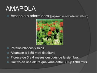 AMAPOLA
 Amapola o adormidera (papaverum somniferum album)
 Pétalos blancos y rojos.
 Alcanzan a 1.50 mtrs de altura.
 Florece de 3 a 4 meses después de la siembra.
 Cultivo en una altura que varia entre 300 y 1700 mtrs.
 
