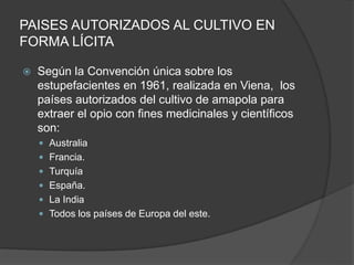 PAISES AUTORIZADOS AL CULTIVO EN
FORMA LÍCITA
 Según la Convención única sobre los
estupefacientes en 1961, realizada en Viena, los
países autorizados del cultivo de amapola para
extraer el opio con fines medicinales y científicos
son:
 Australia
 Francia.
 Turquía
 España.
 La India
 Todos los países de Europa del este.
 