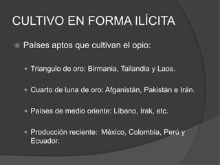 CULTIVO EN FORMA ILÍCITA
 Países aptos que cultivan el opio:
 Triangulo de oro: Birmania, Tailandia y Laos.
 Cuarto de luna de oro: Afganistán, Pakistán e Irán.
 Países de medio oriente: Líbano, Irak, etc.
 Producción reciente: México, Colombia, Perú y
Ecuador.
 