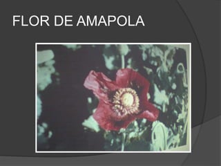 FLOR DE AMAPOLA
 