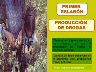 PRODUCCIÓN
DE DROGAS
“Genera un trastocamiento en
los valores, ya que la
producción se orienta al
mercado criminal”
“Daña nuestro ecosistema”
“Genera un falso desarrollo en
la economía local, propiciando
mayor pobreza”
PRIMER
ESLABÓN
 