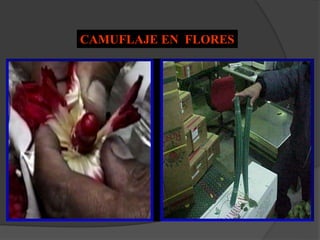 CAMUFLAJE EN FLORES
 
