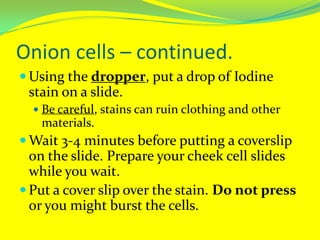 Onion cells – continued.Using the dropper, put a drop of Iodine stain on a slide. Be careful, stains can ruin clothing and other materials.Wait 3-4 minutes before putting a coverslip on the slide. Prepare your cheek cell slides while you wait.Put a cover slip over the stain. Do not press or you might burst the cells.