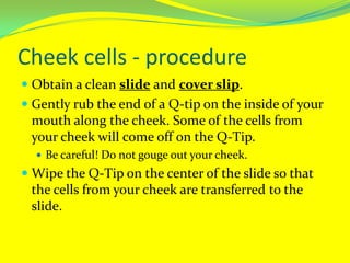 Cheek cells - procedureObtain a clean slide and cover slip.Gently rub the end of a Q-tip on the inside of your mouth along the cheek. Some of the cells from your cheek will come off on the Q-Tip. Be careful! Do not gouge out your cheek.Wipe the Q-Tip on the center of the slide so that the cells from your cheek are transferred to the slide.