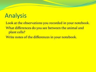 AnalysisLook at the observations you recorded in your notebook.What differences do you see between the animal and plant cells?Write notes of the differences in your notebook.