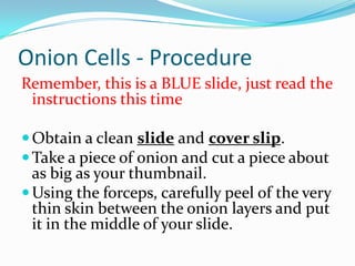 Onion Cells - ProcedureRemember, this is a BLUE slide, just read the instructions this timeObtain a clean slide and cover slip.Take a piece of onion and cut a piece about as big as your thumbnail. Using the forceps, carefully peel of the very thin skin between the onion layers and put it in the middle of your slide.